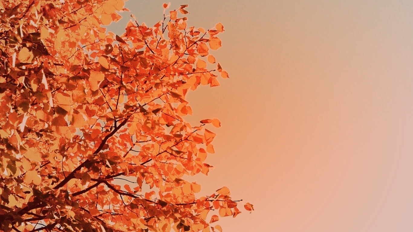 Ветви с пожелтевшими листьями на фоне неба обои