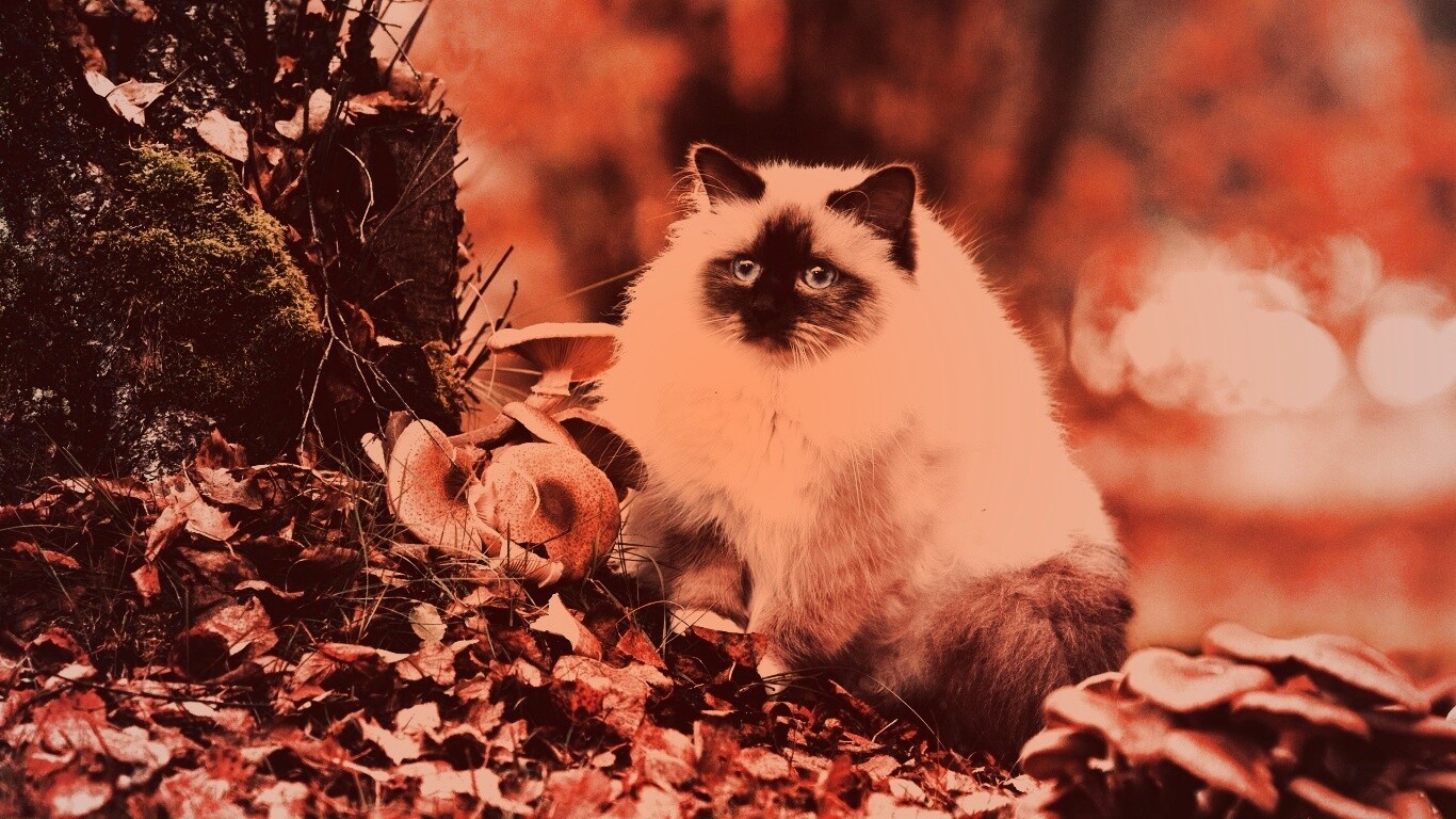 Пушистый кот среди пожелтевшей листвы обои