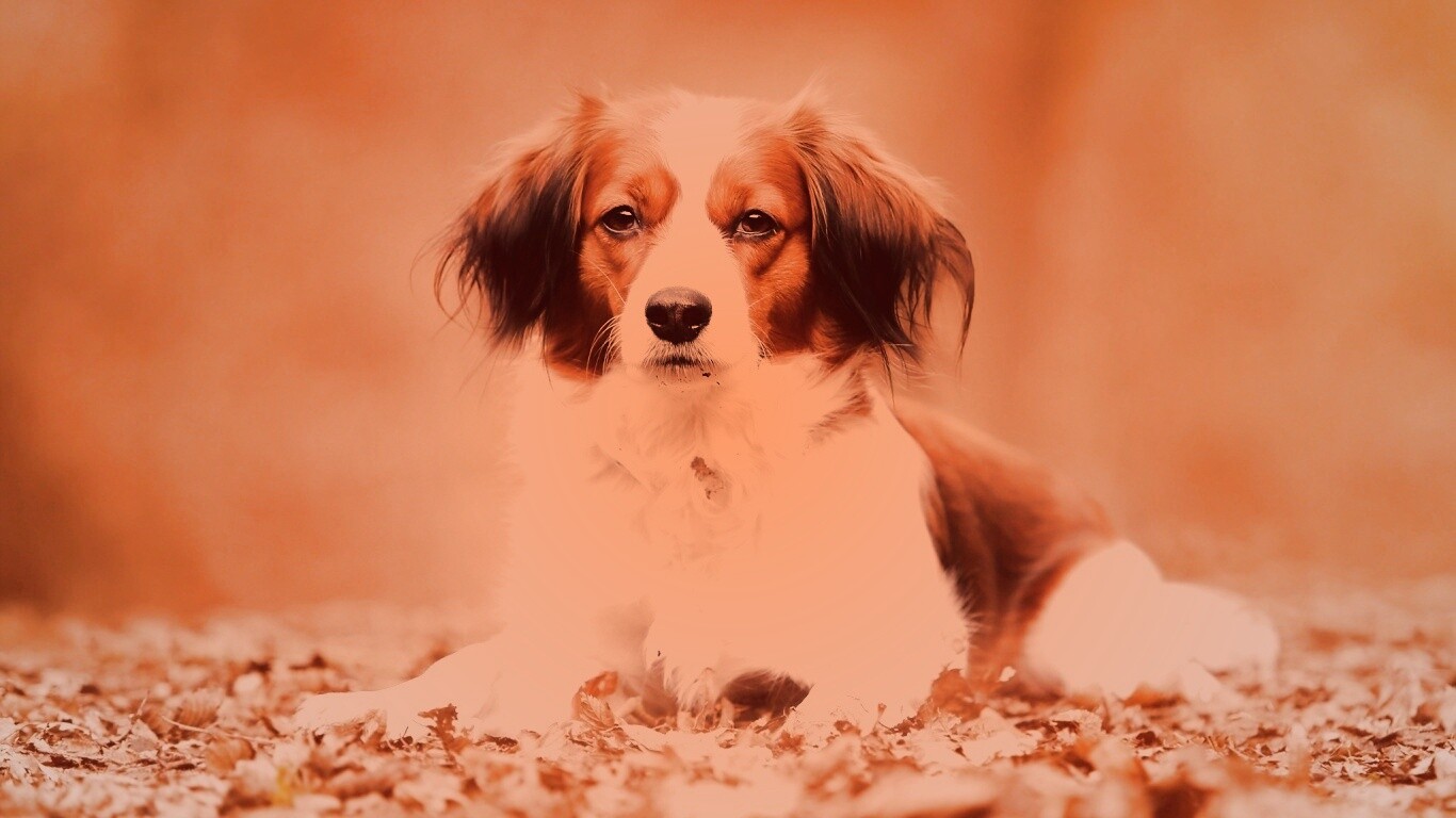 Собака на ковре из осенних листьев обои