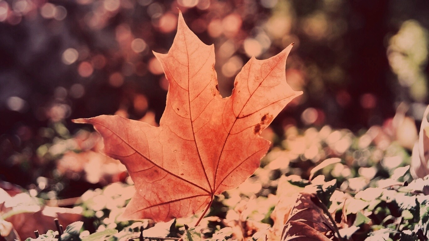 Желтый кленовый лист обои