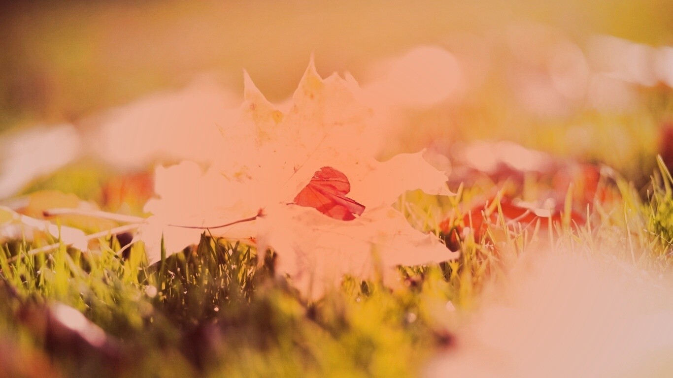 Листик в форме сердца обои