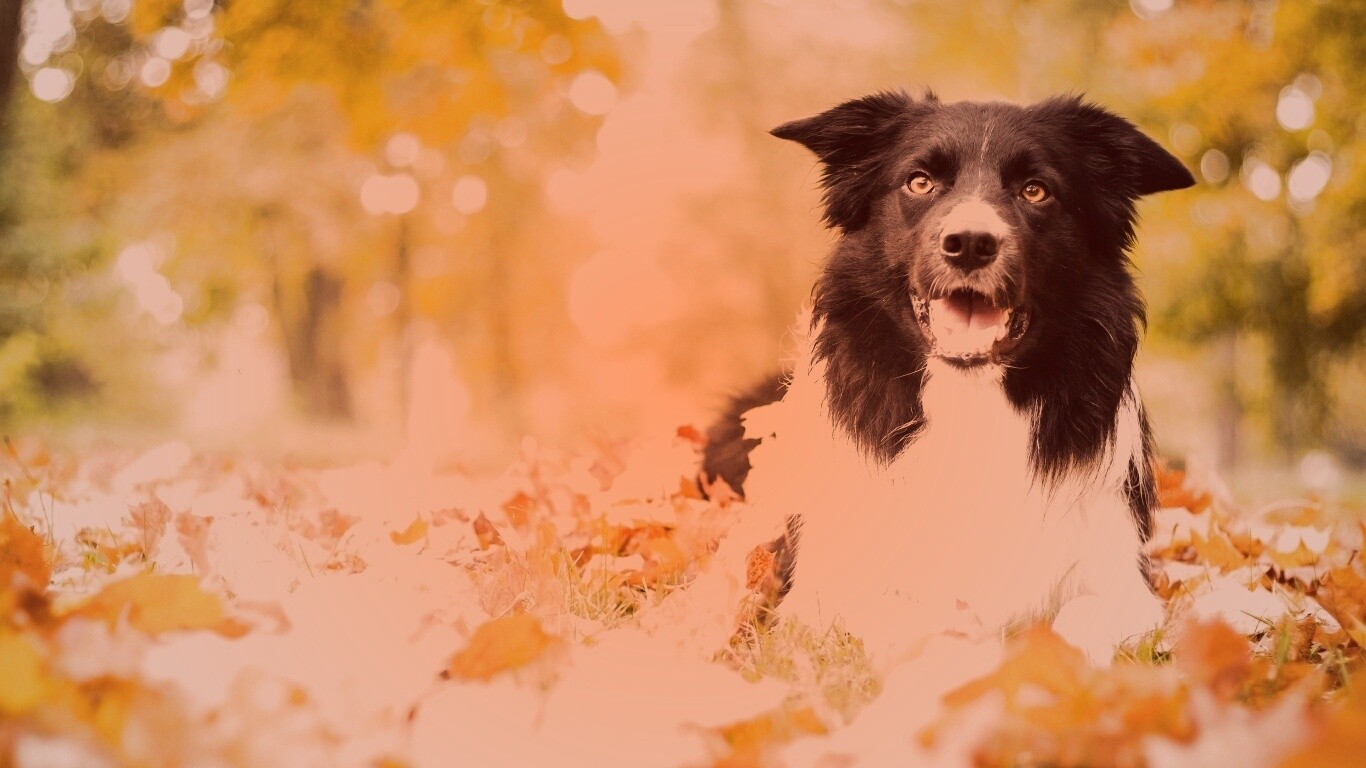 Пес среди листвы обои