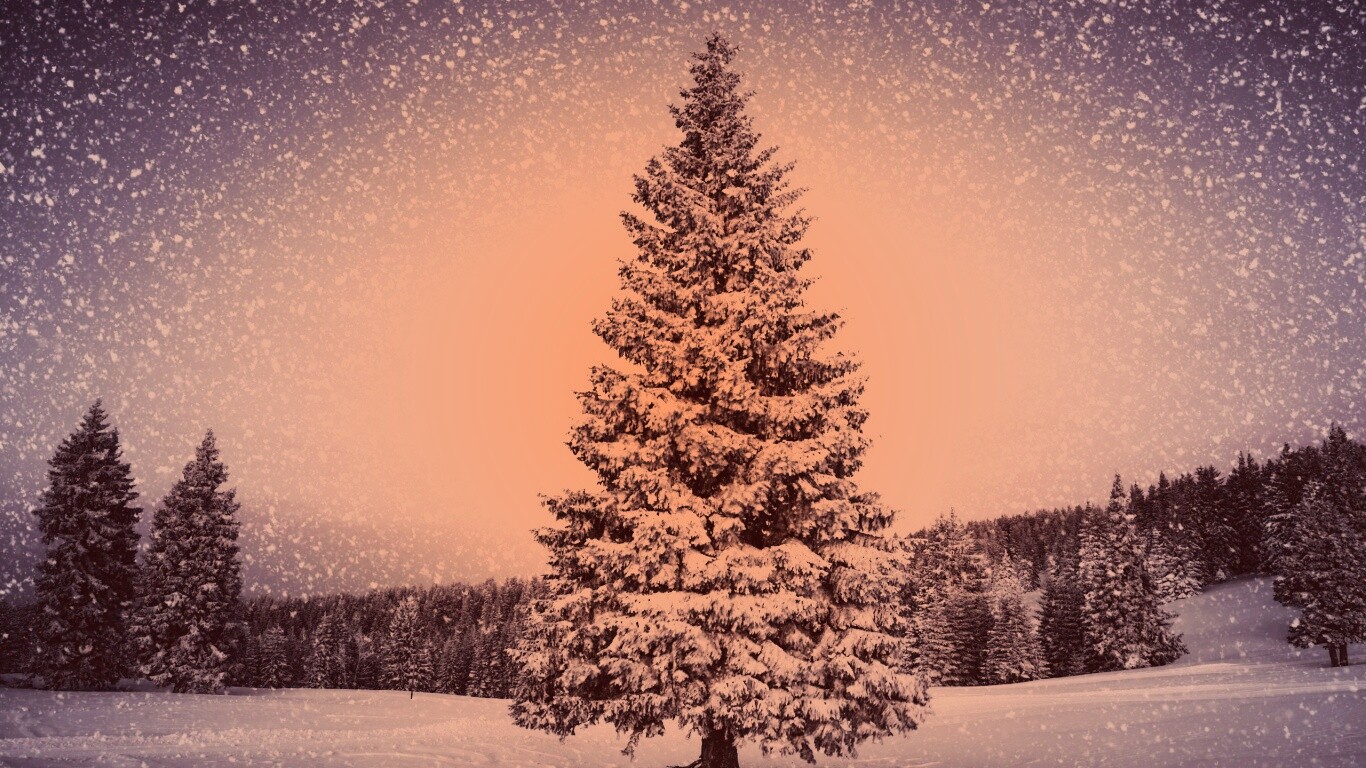 Ель в снегопад обои