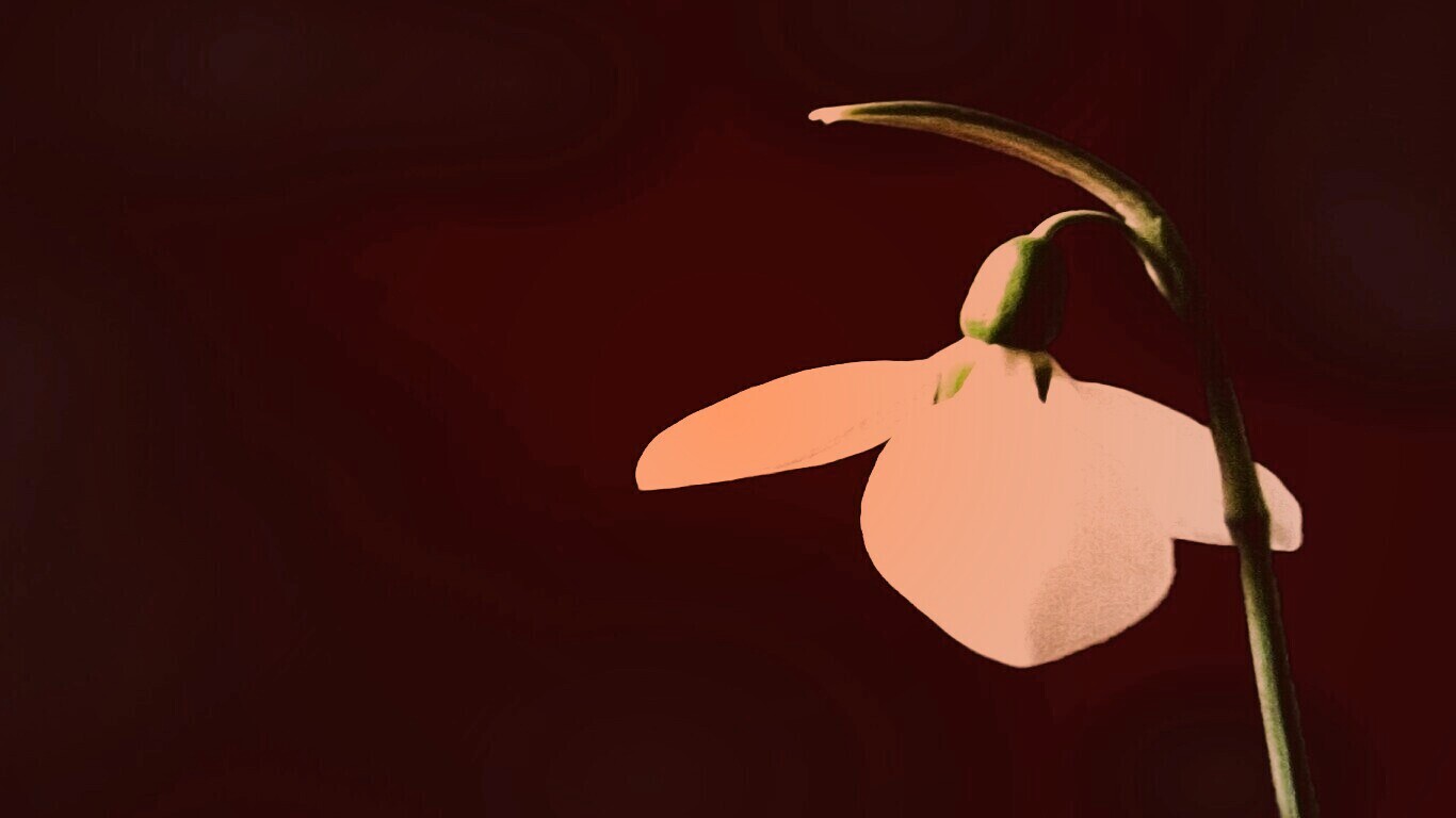 Белый цветок обои