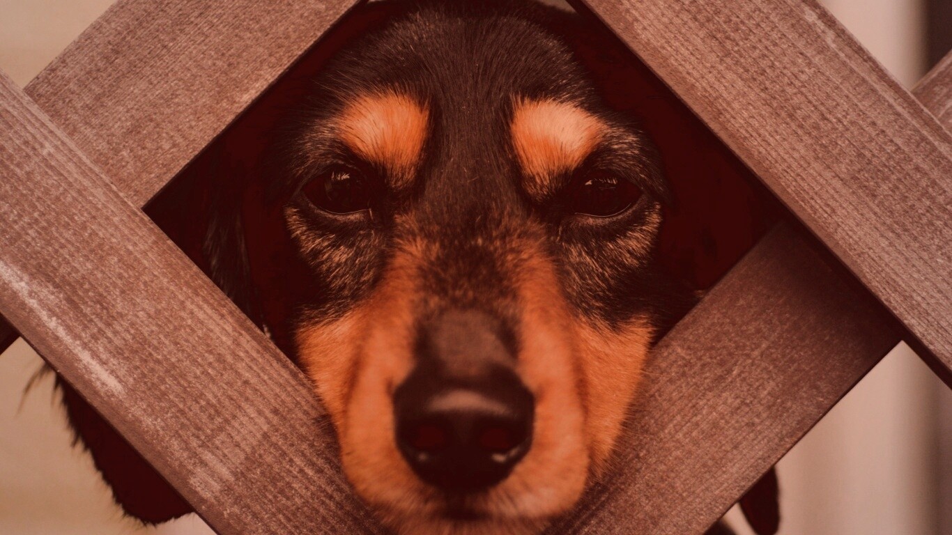 Мордочка в заборе обои