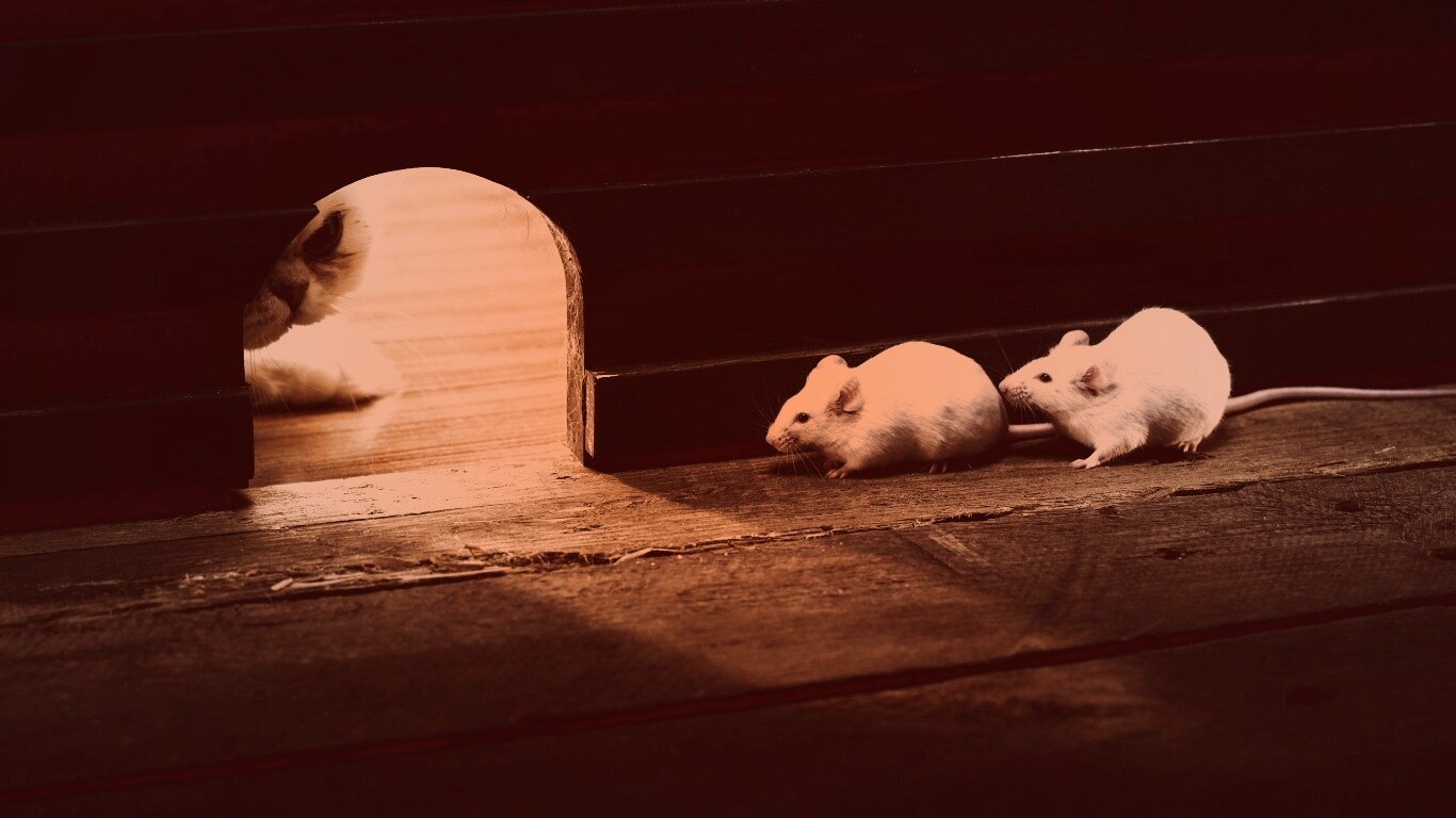 Кошки - мышки обои