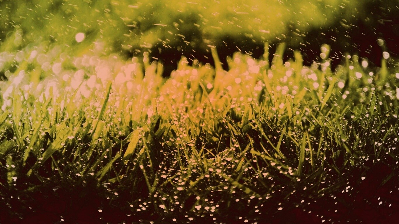 Роса на траве обои