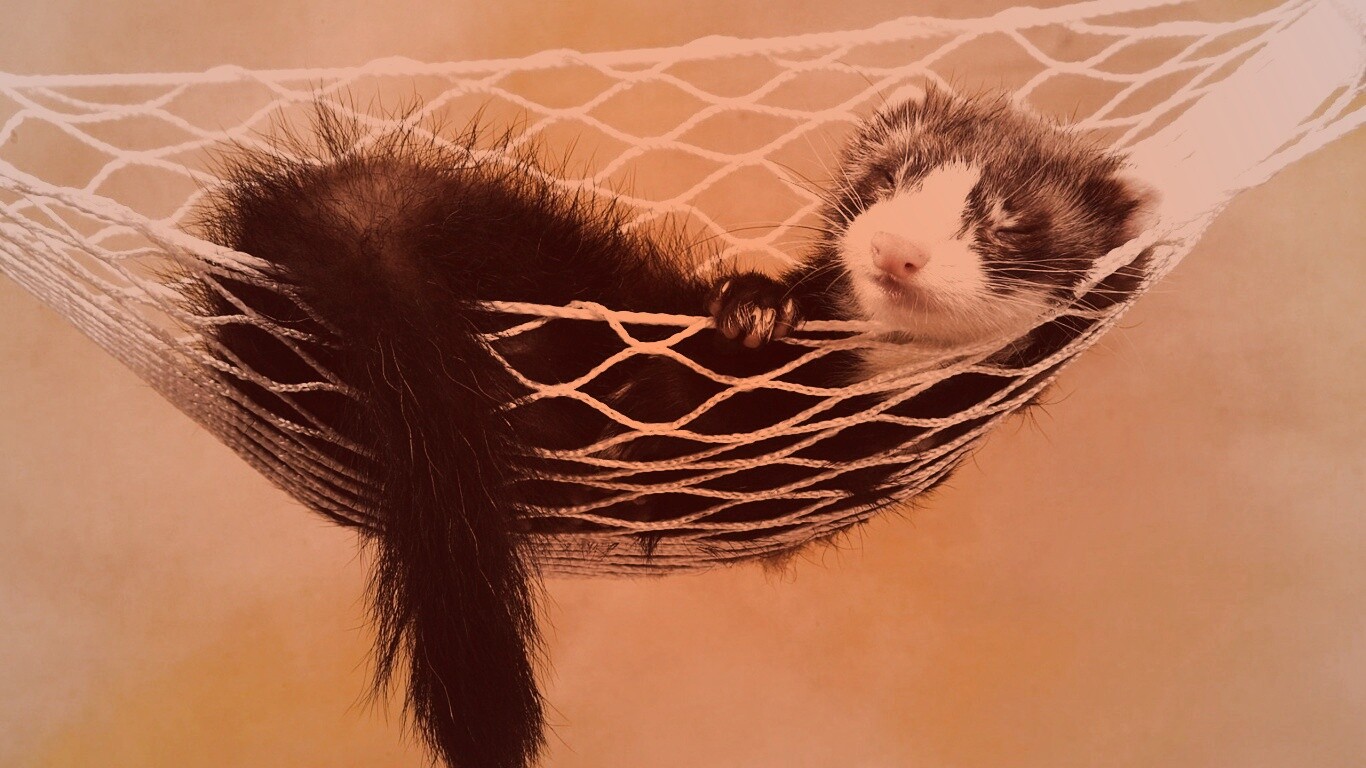 Хорек в гамаке обои