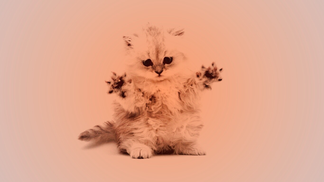 Милый котенок обои