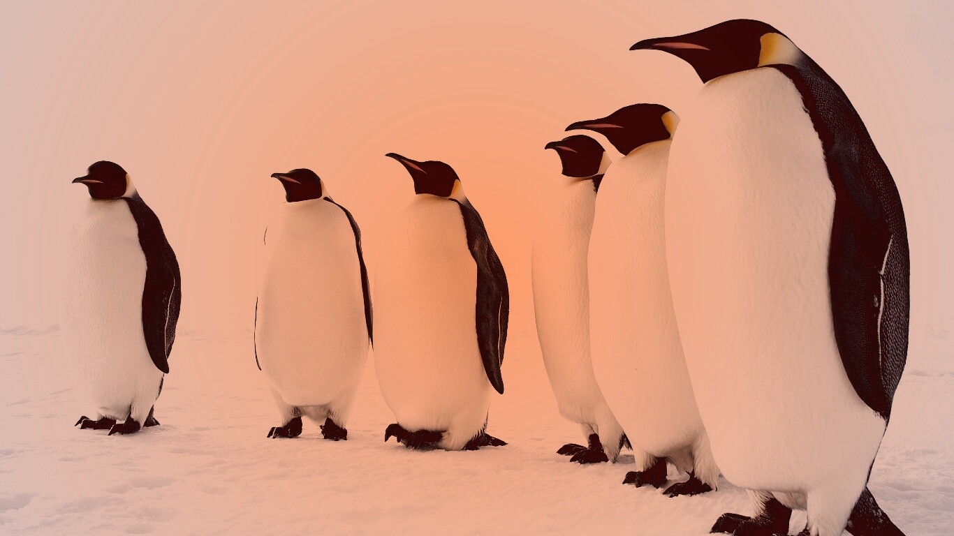 Слет пингвинов обои