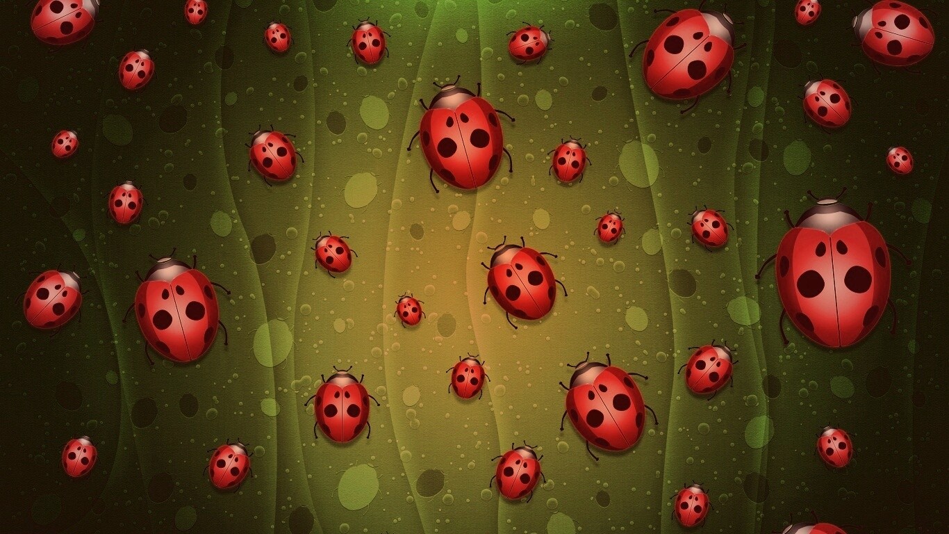 Божьи коровки обои