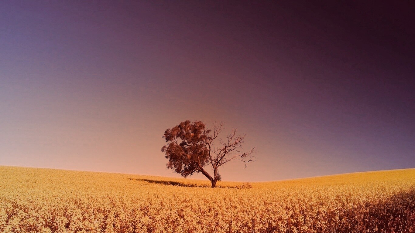 Дерево в поле обои