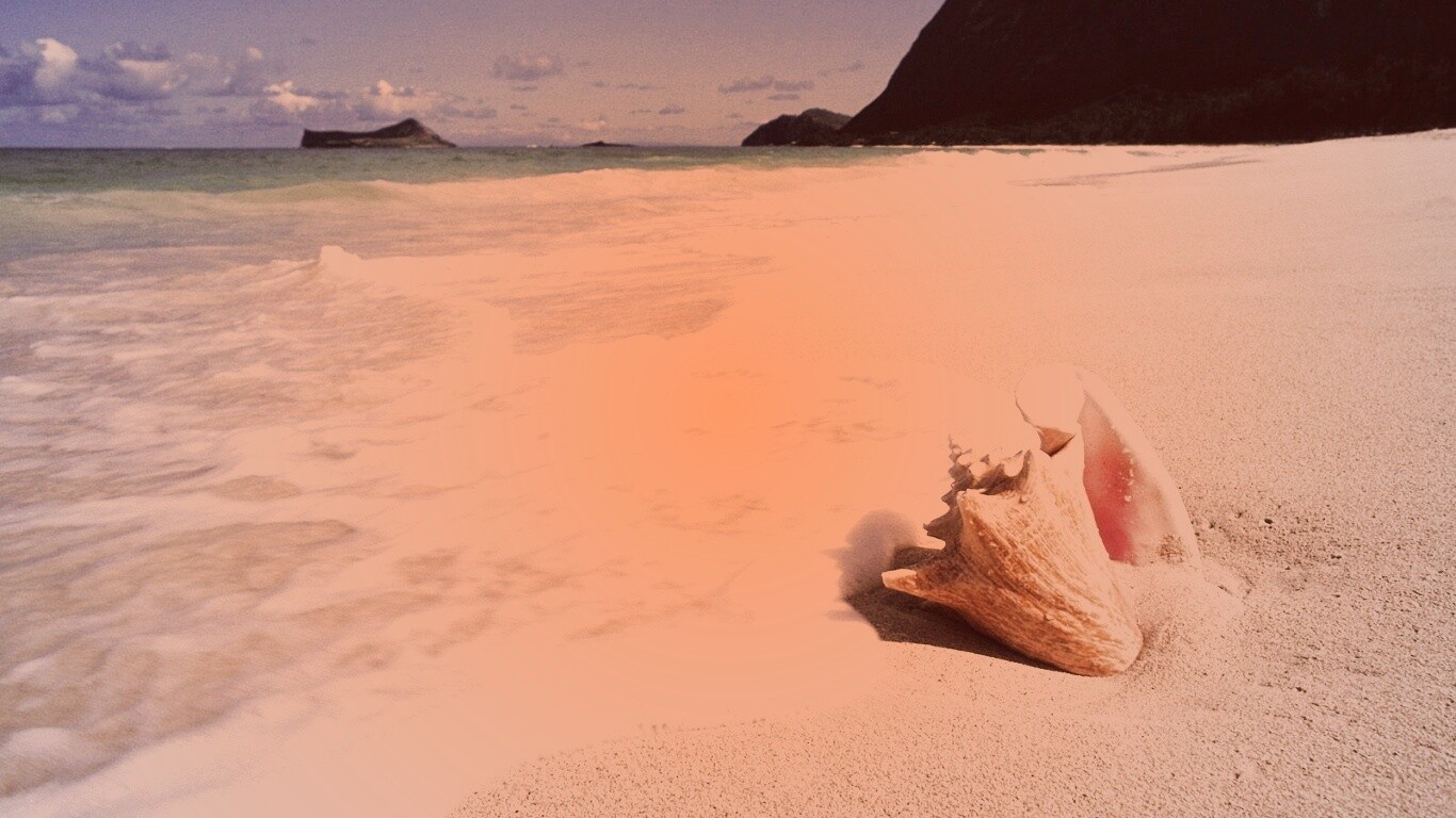 Морская раковина обои