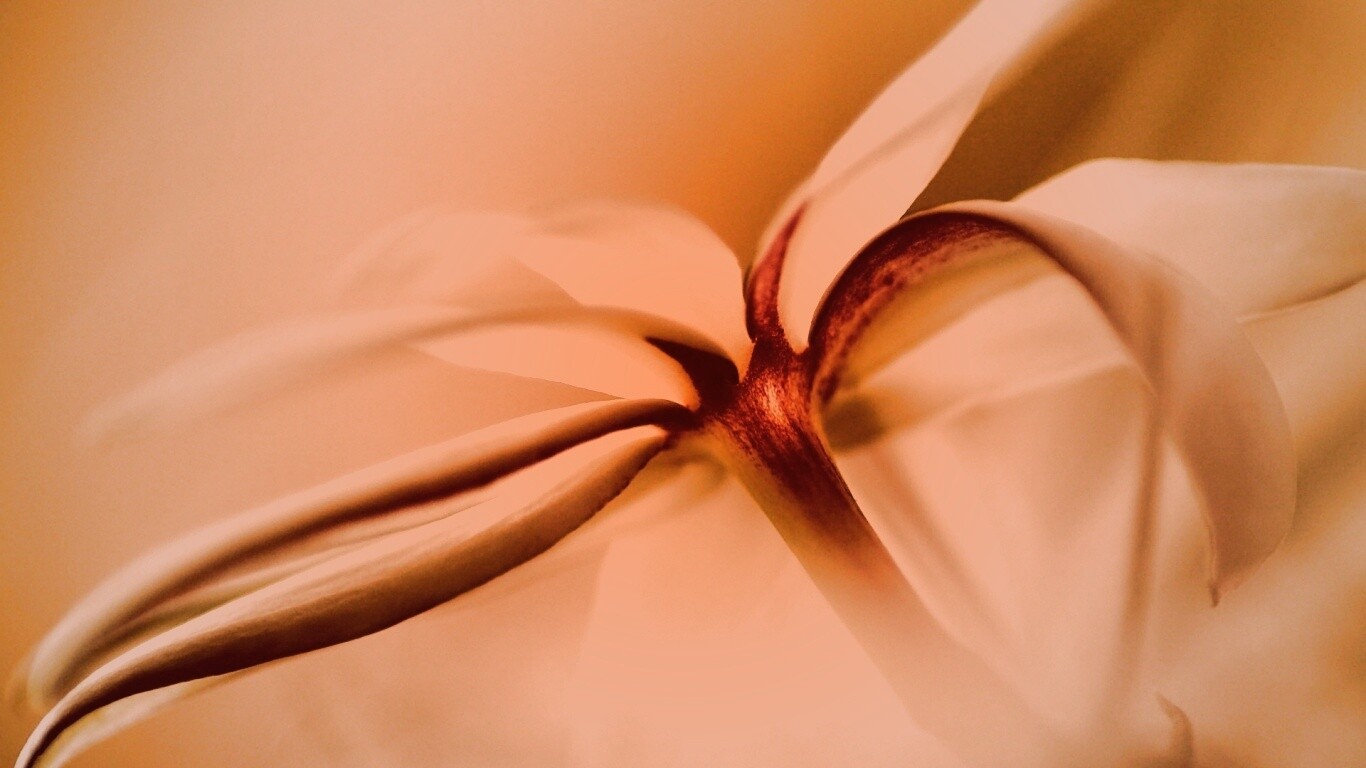 Цветок обои