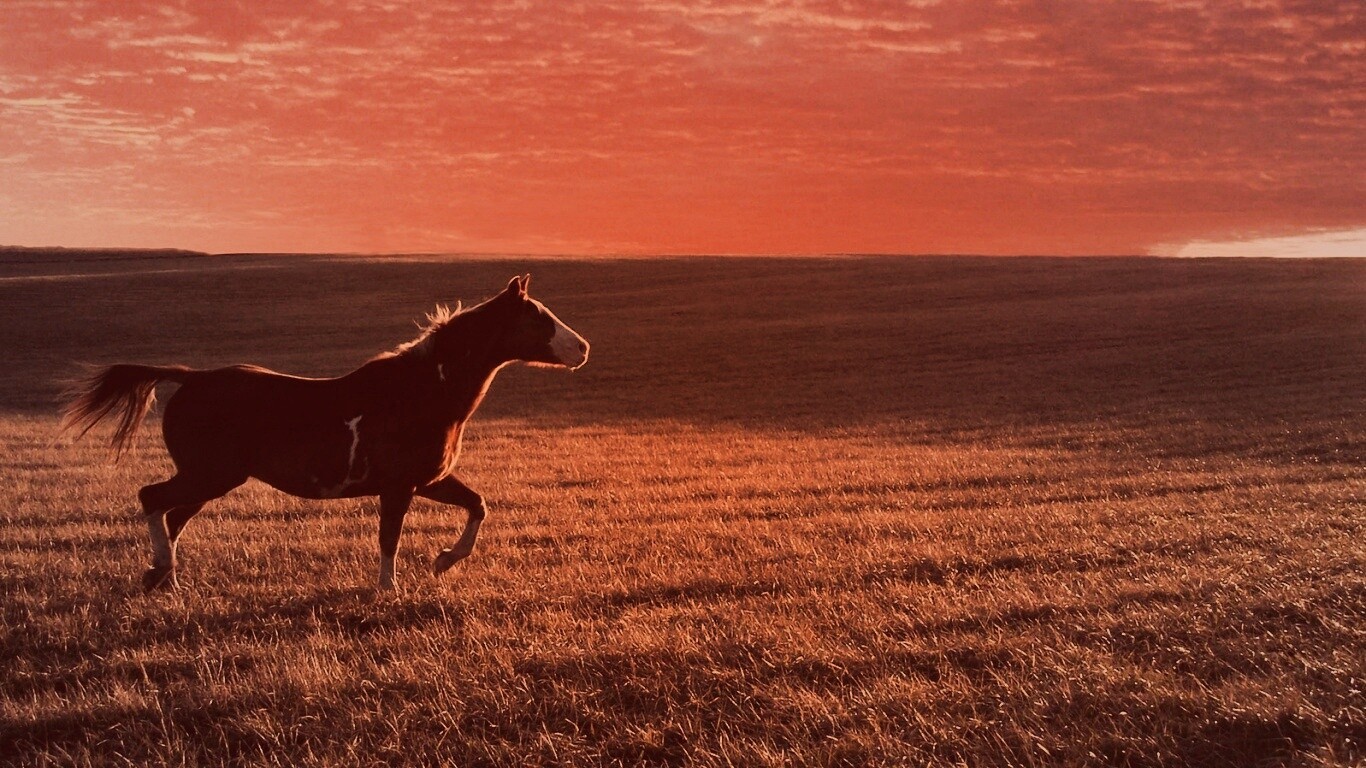 Мустанг обои
