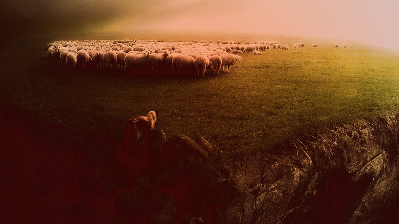 Волк и овцы обои