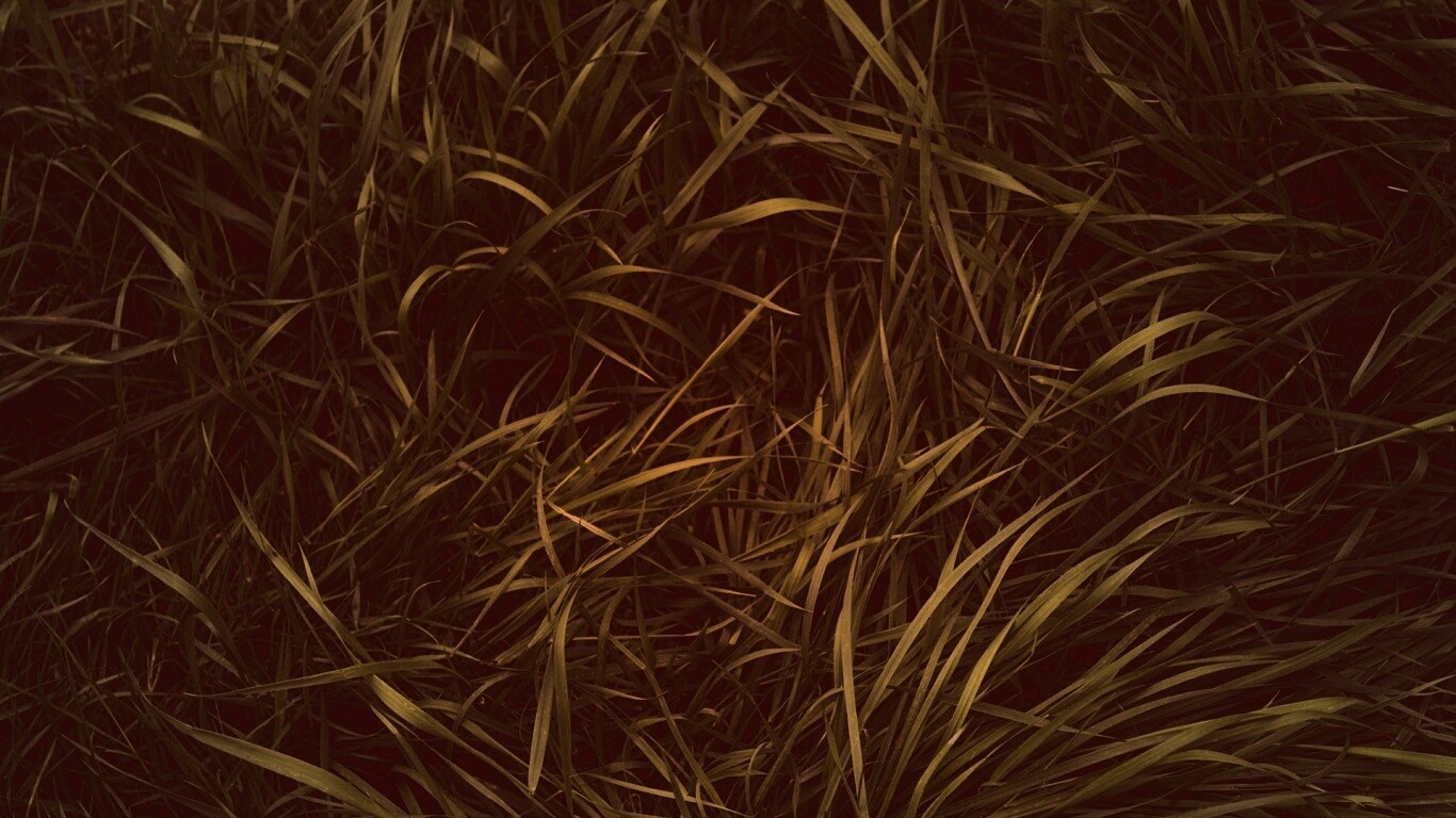 Зеленая трава обои