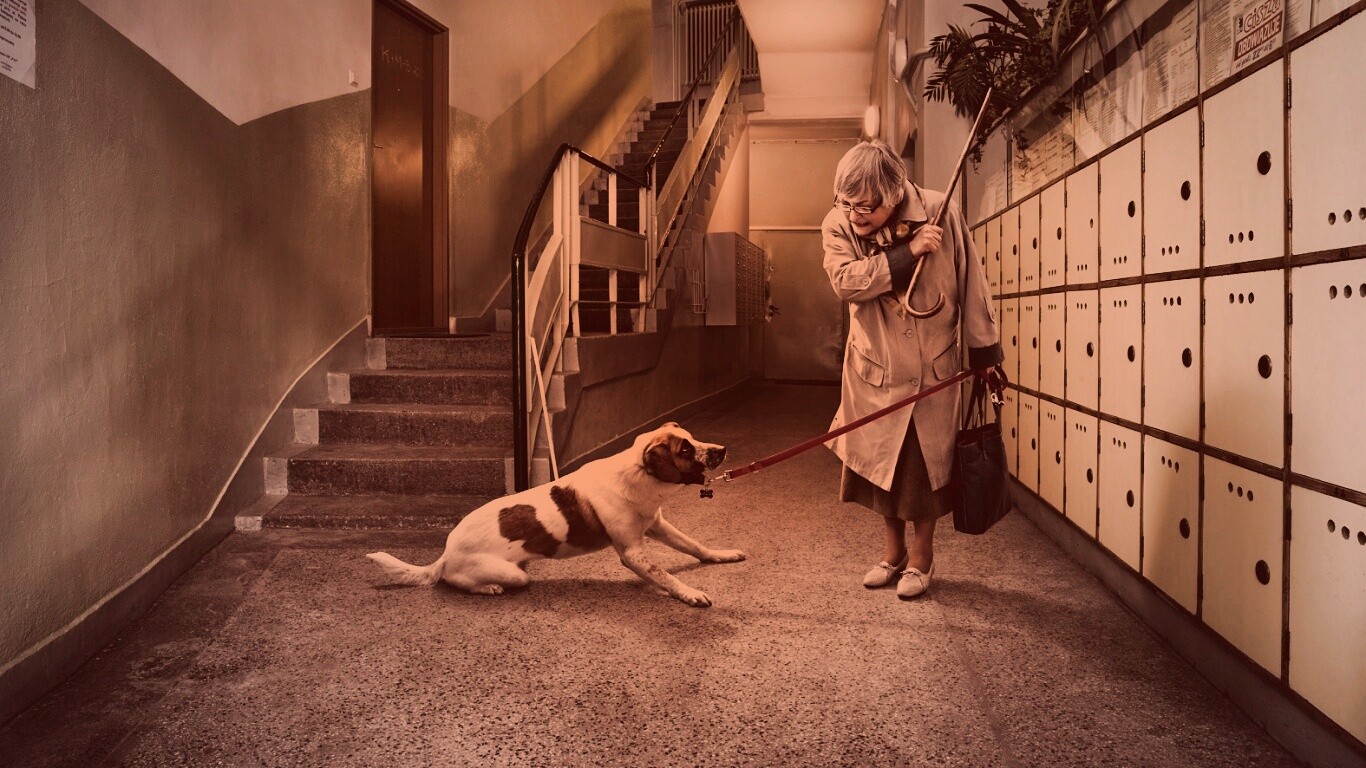 Непослушная собака обои