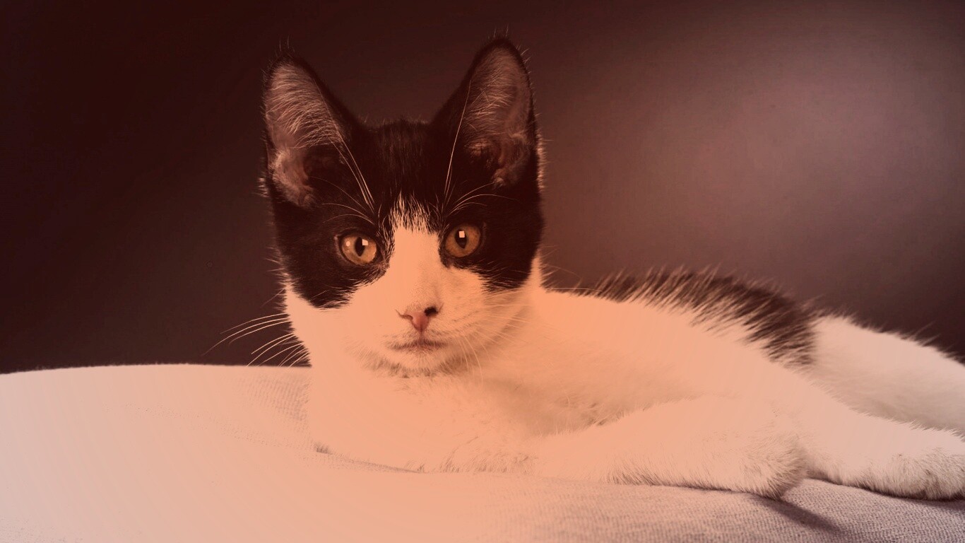 Кот на подушке обои