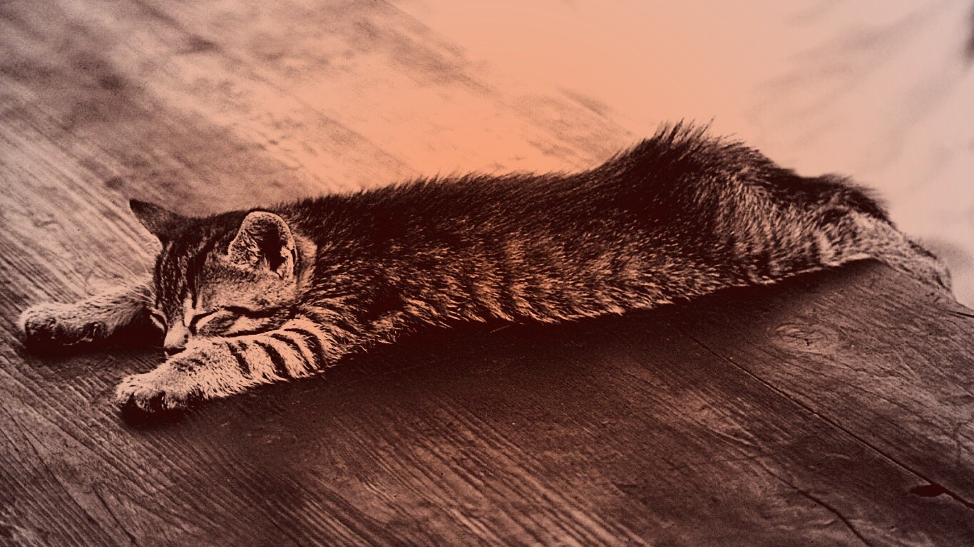 Растянувшийся кошара обои