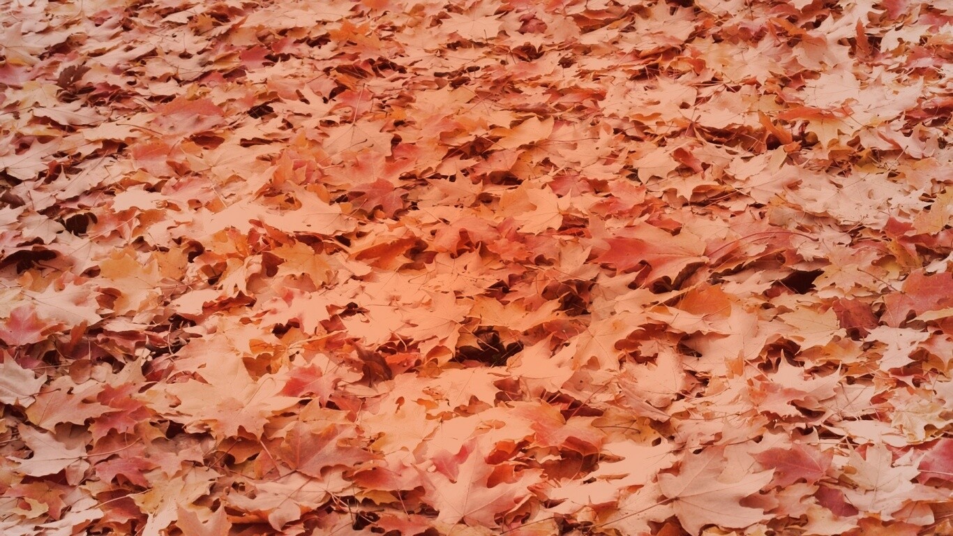 Листья клена обои