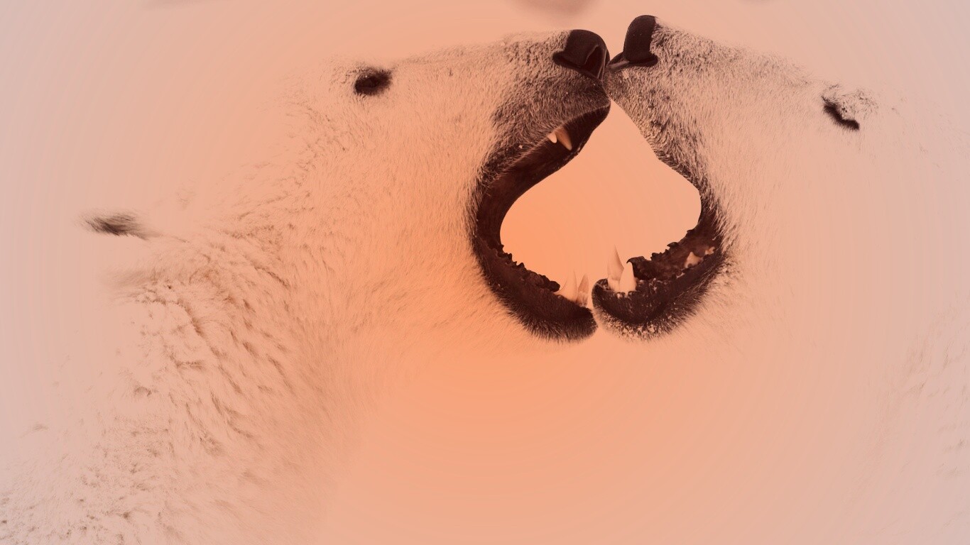 Полярные медведи обои