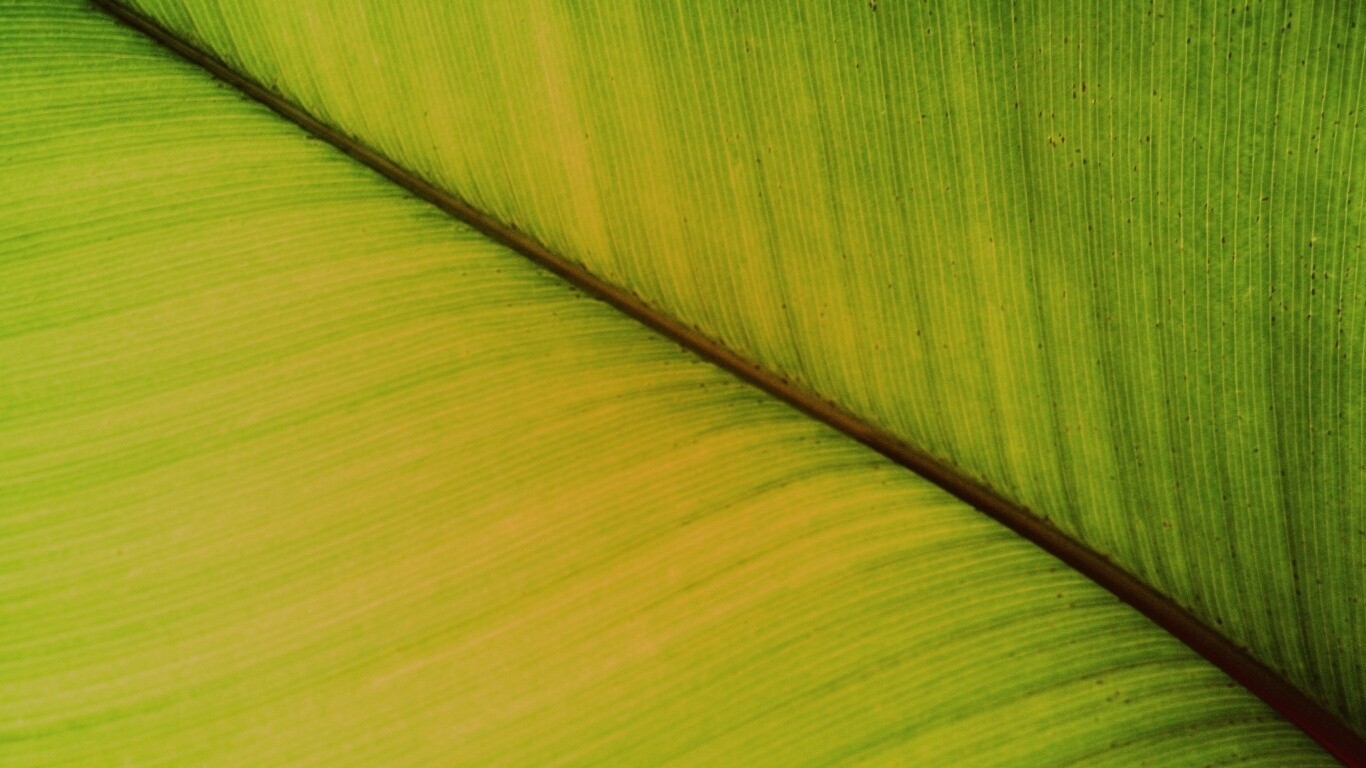 Зеленый лист обои