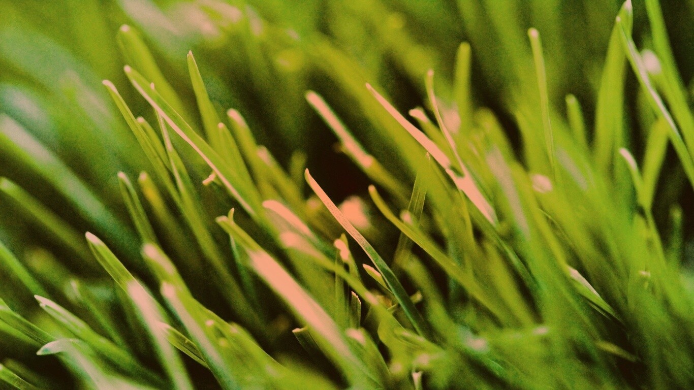 Зеленая свежая трава обои