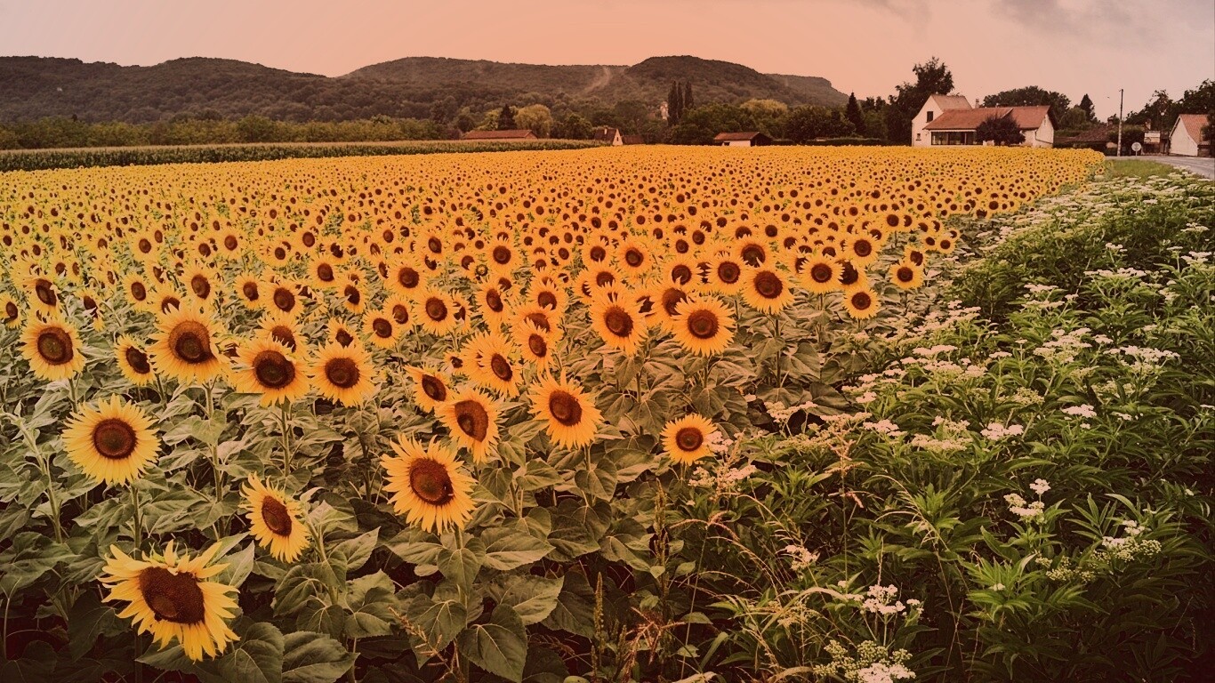 Живописное поле подсолнухов обои