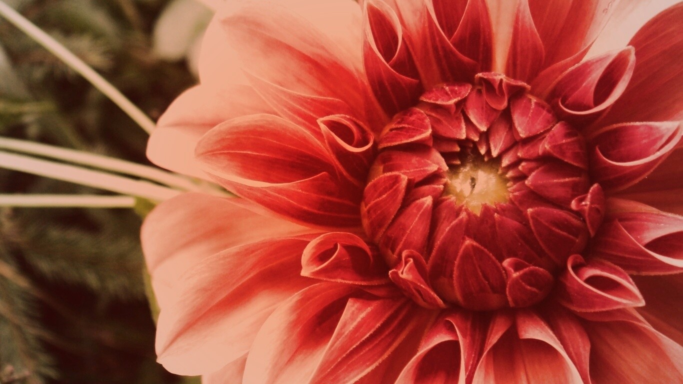 Аленький цветочек обои