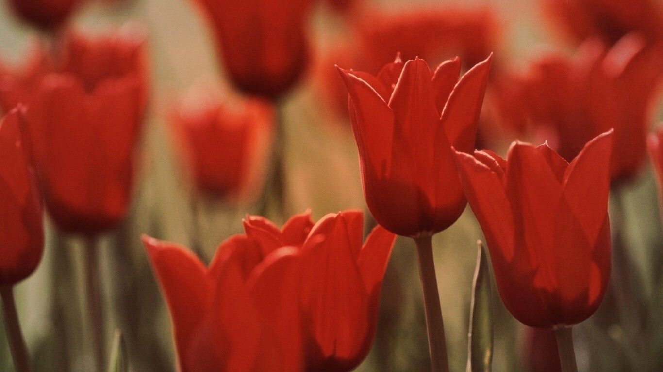 Красные цветы обои