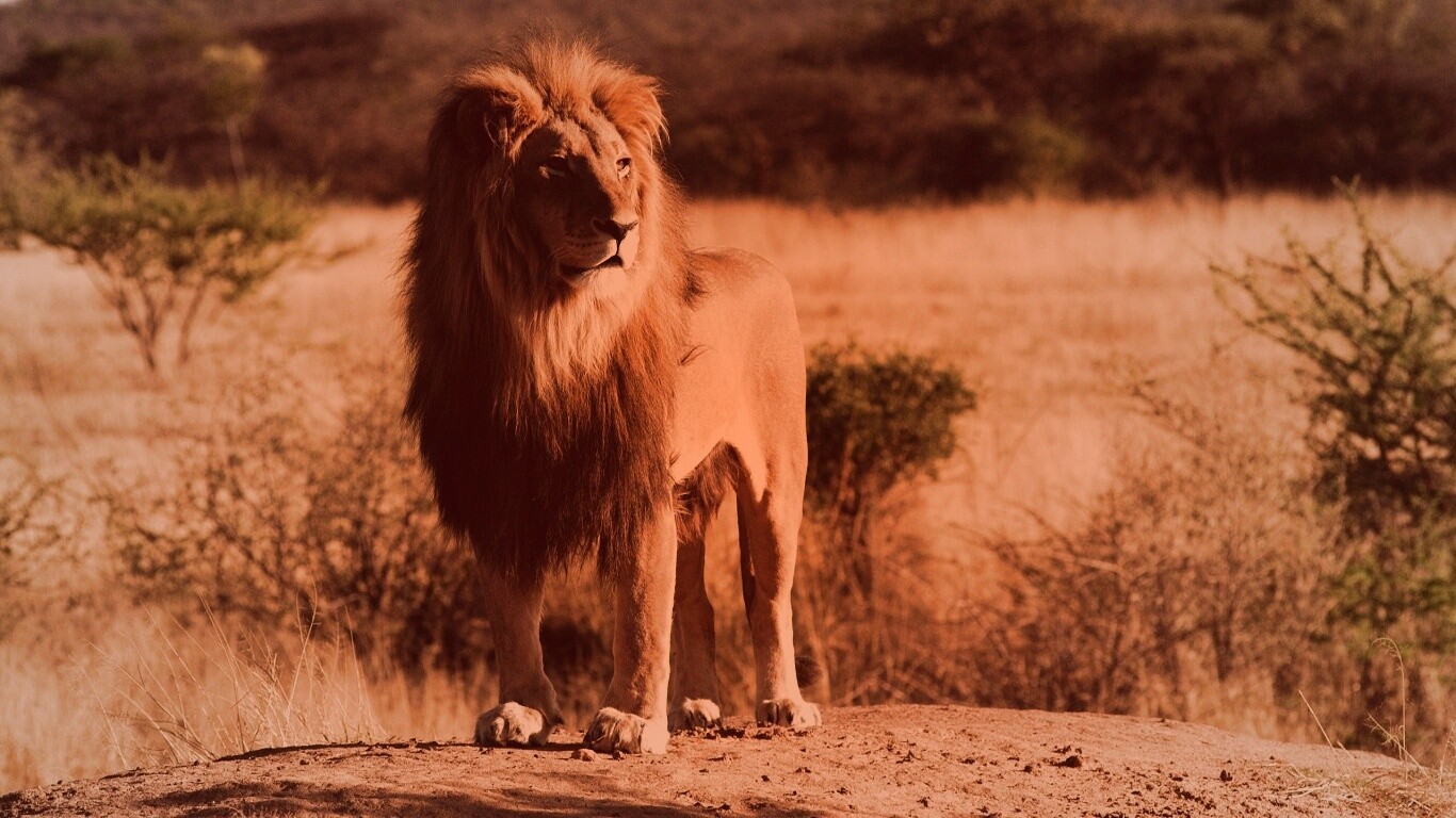 Царь зверей обои