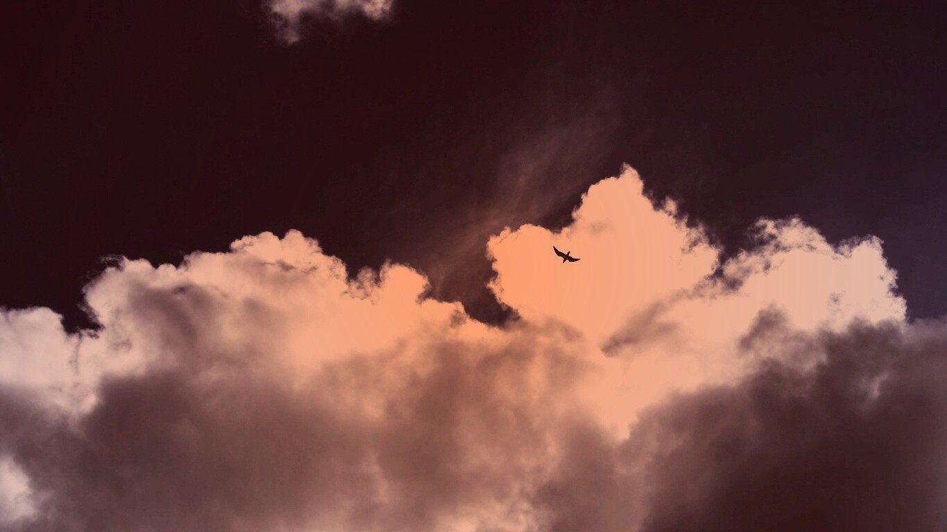 Птица в небе обои