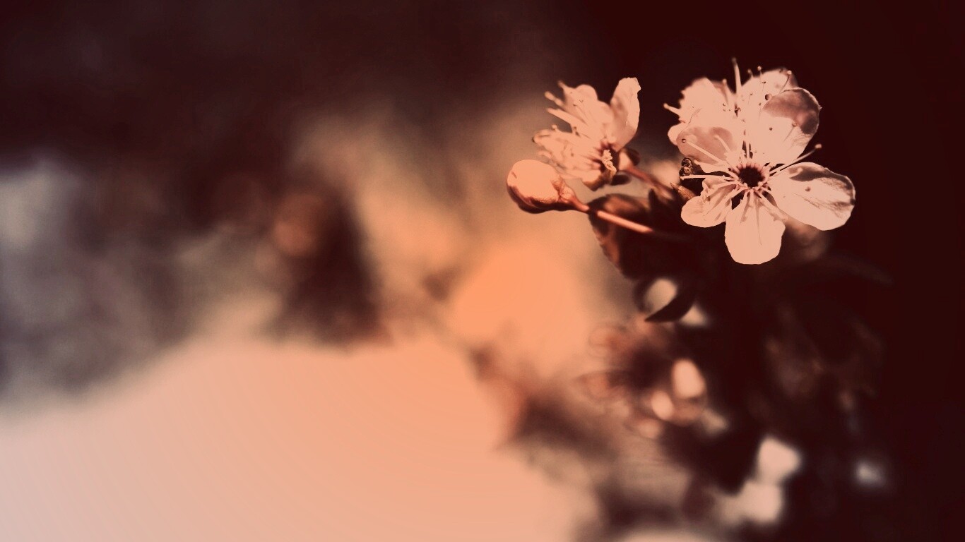 Цветок вишни обои