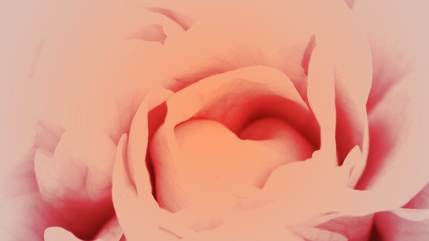 Розовый цветок обои