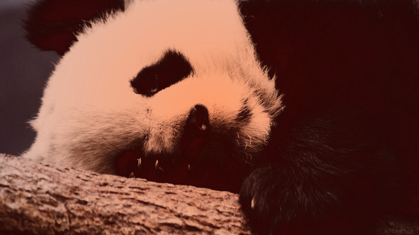 Панда на ветви обои
