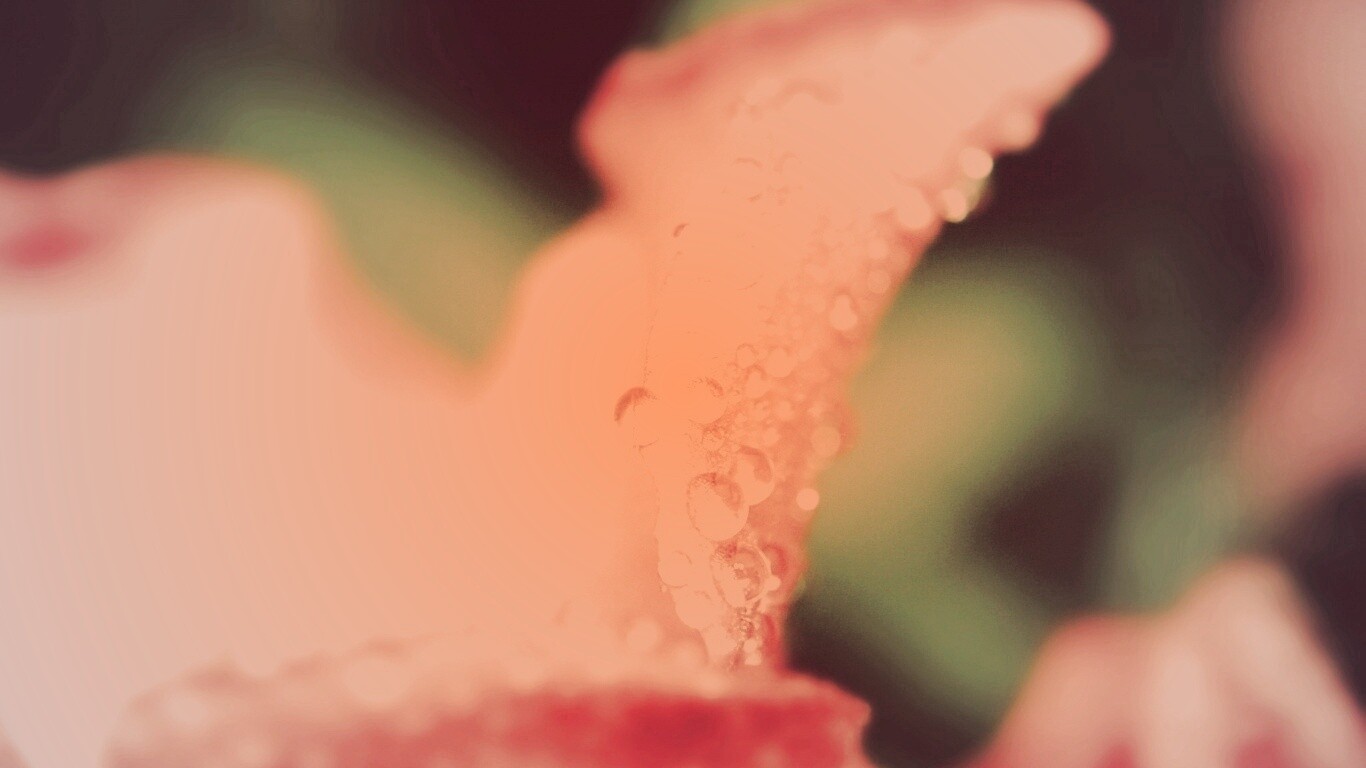 Капли росы на лепестке обои