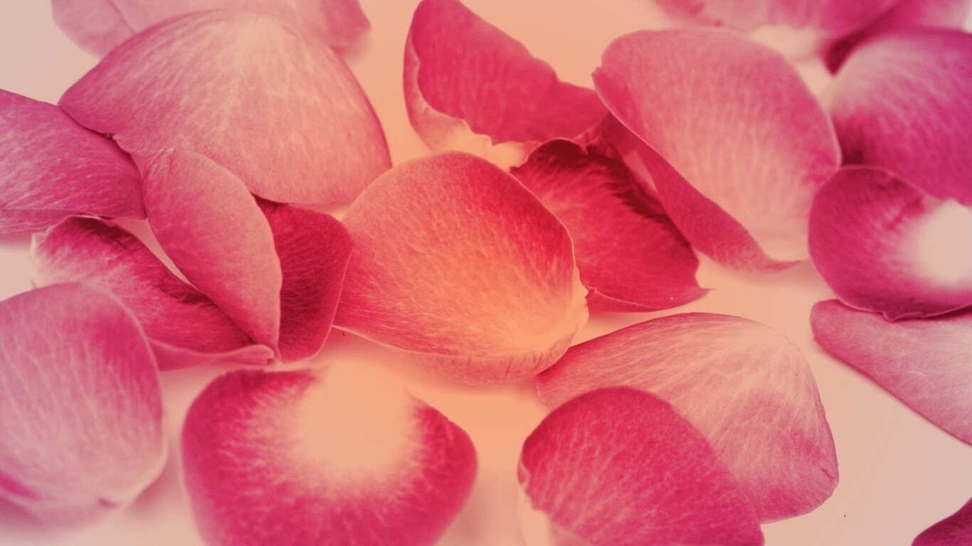 Лепестки розы обои