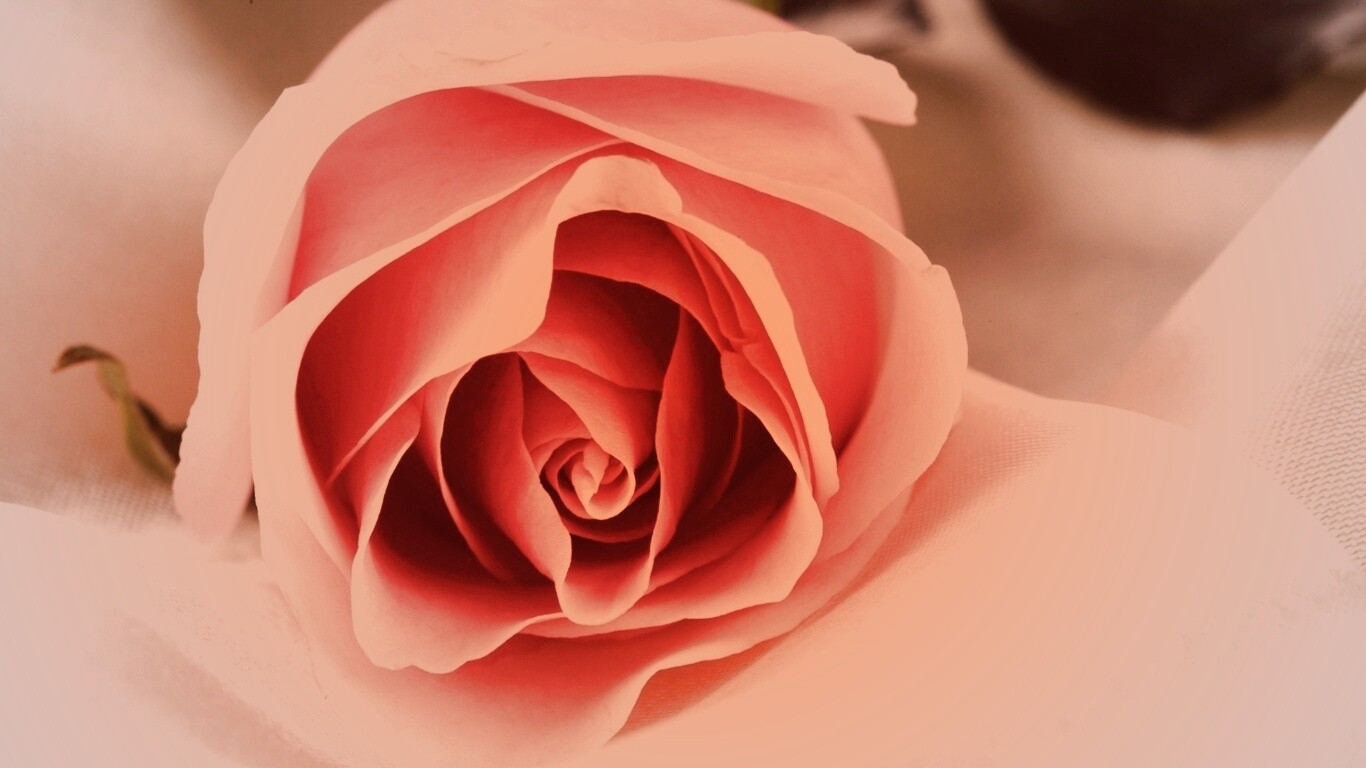 Нежная роза обои