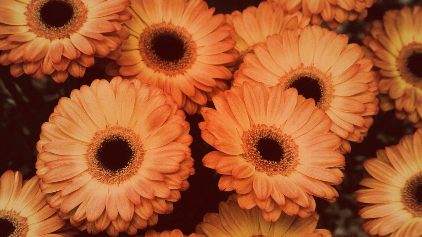 Желтые герберы обои