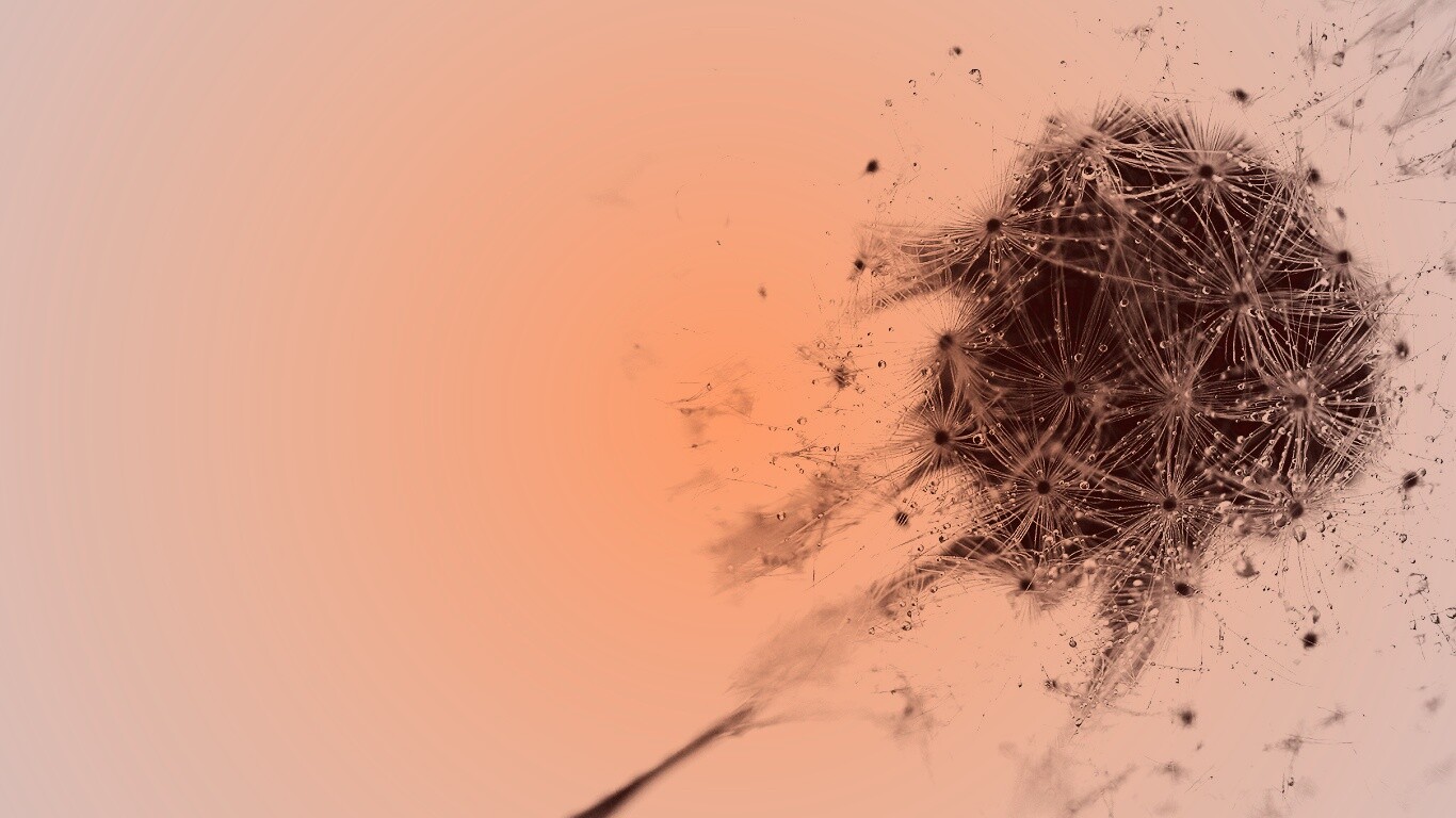 Одуванчик  обои