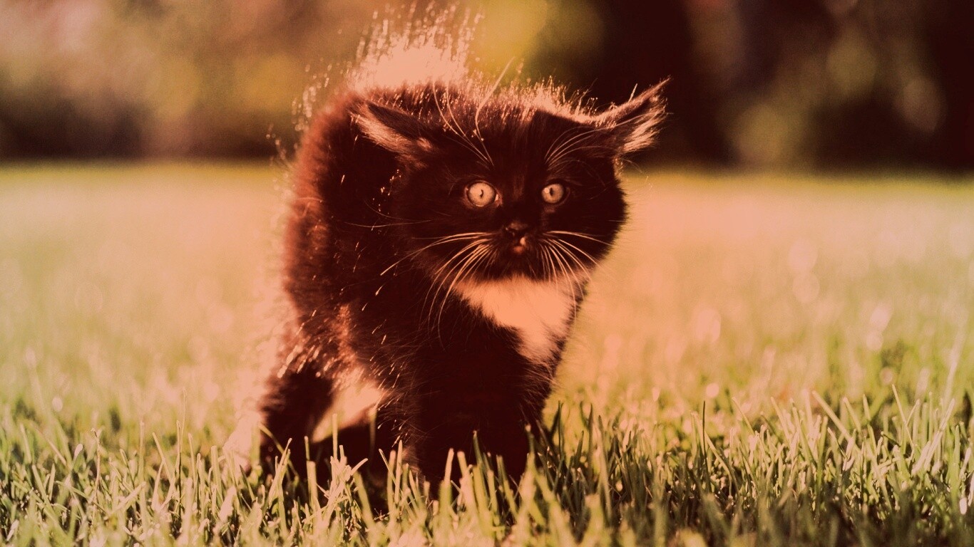 Кот воитель обои