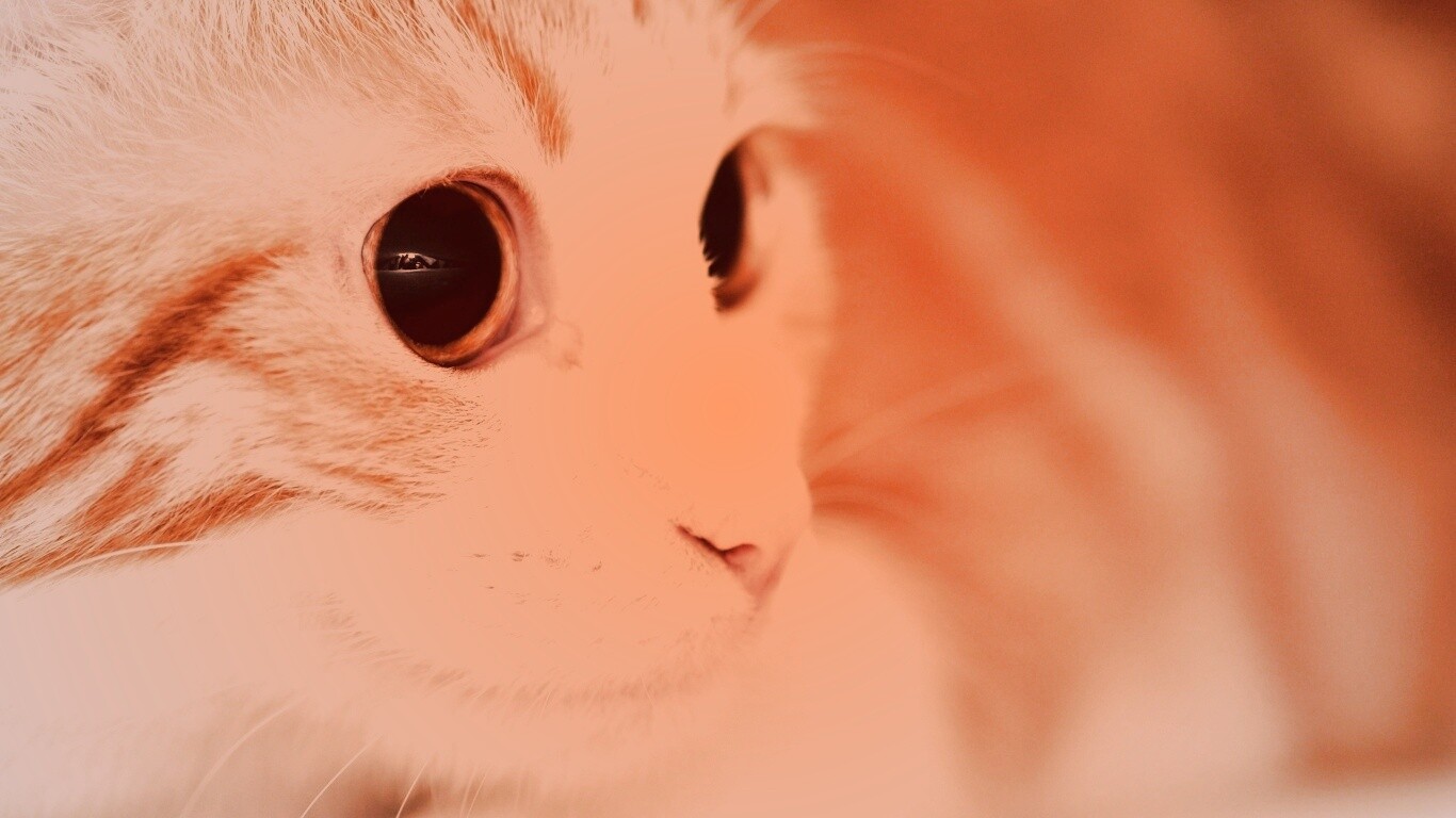Кот с большими глазами обои