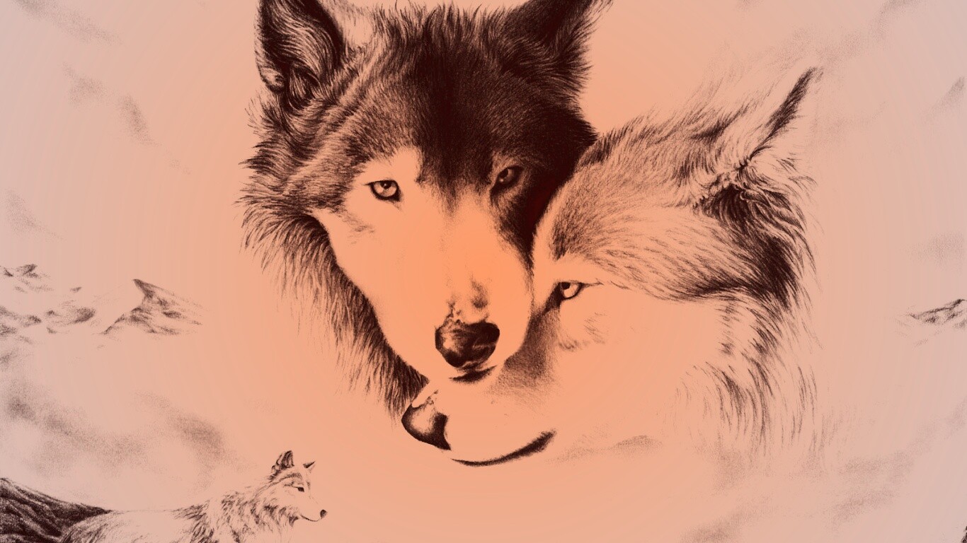 Волки обои