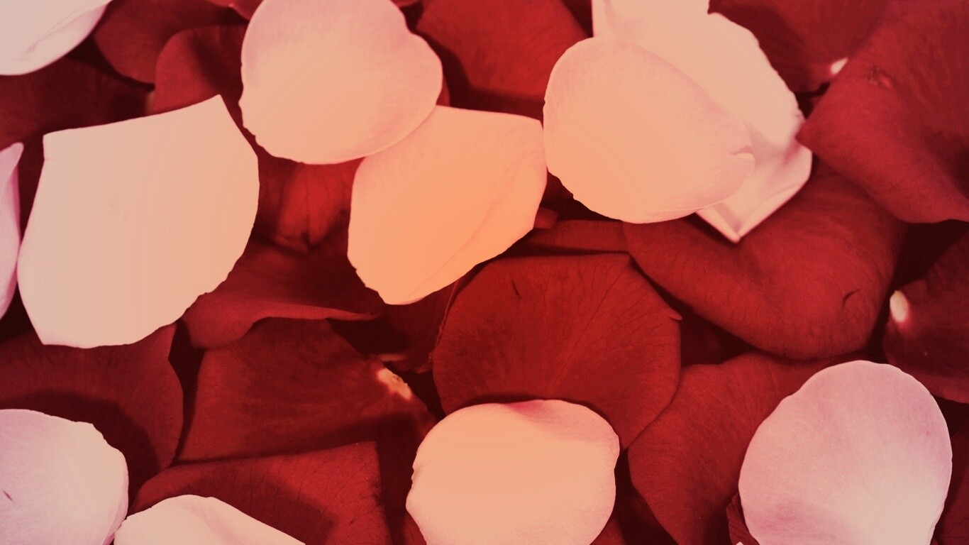 Розовые и красные лепестки обои