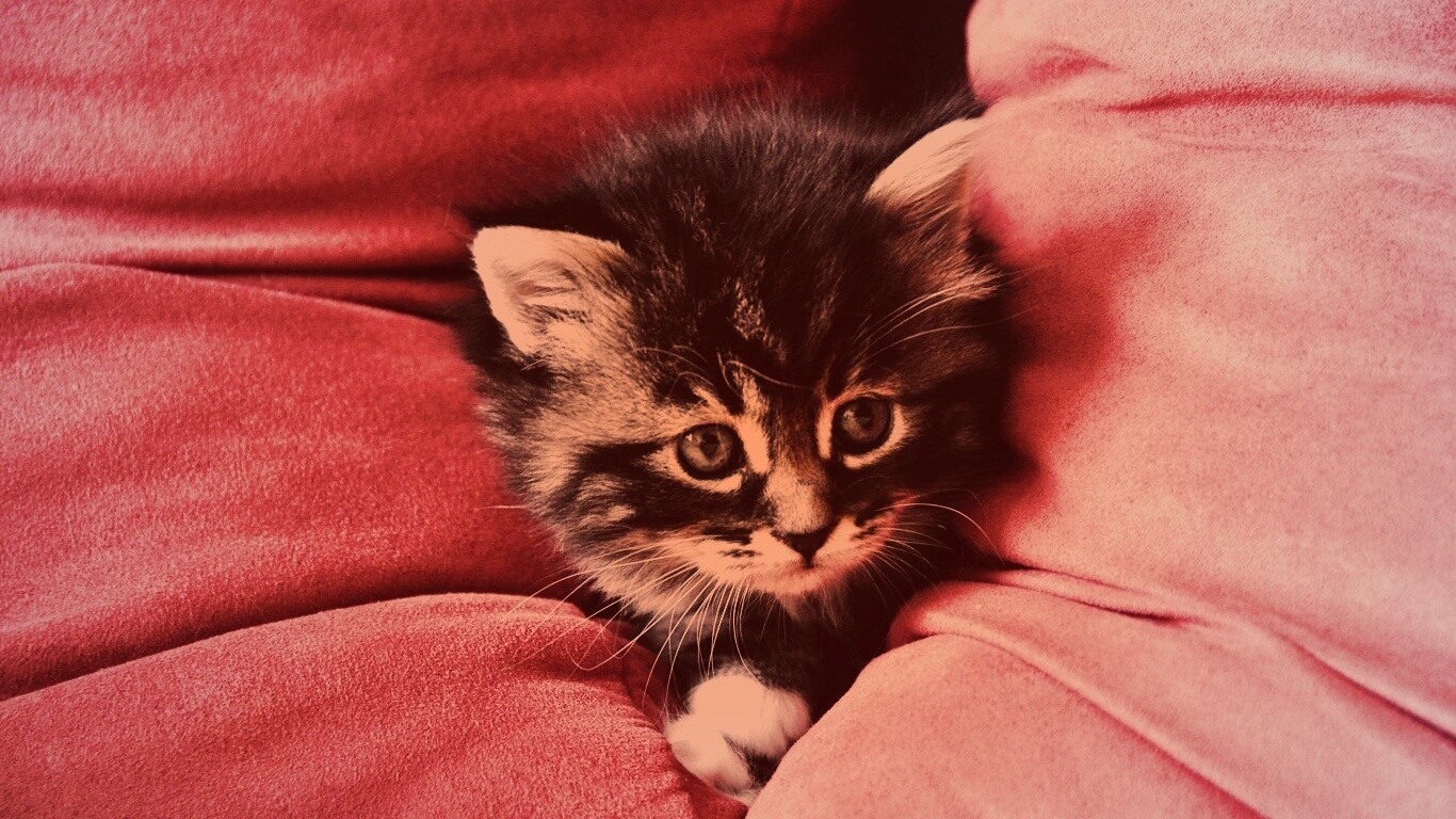 Котенок в подушках обои