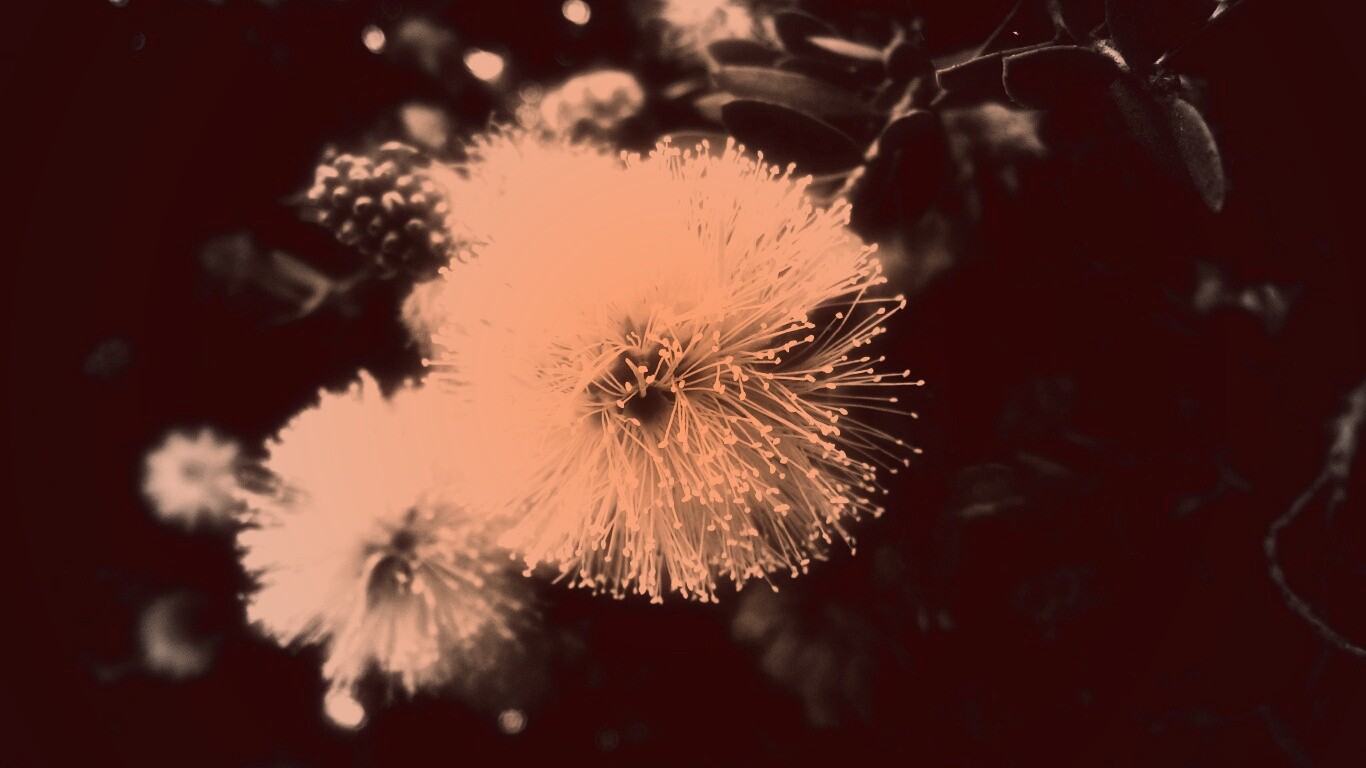 Сказочный цветок обои