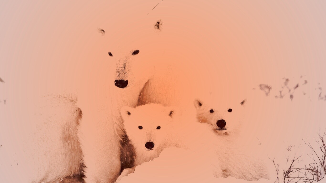 Белые медведи обои