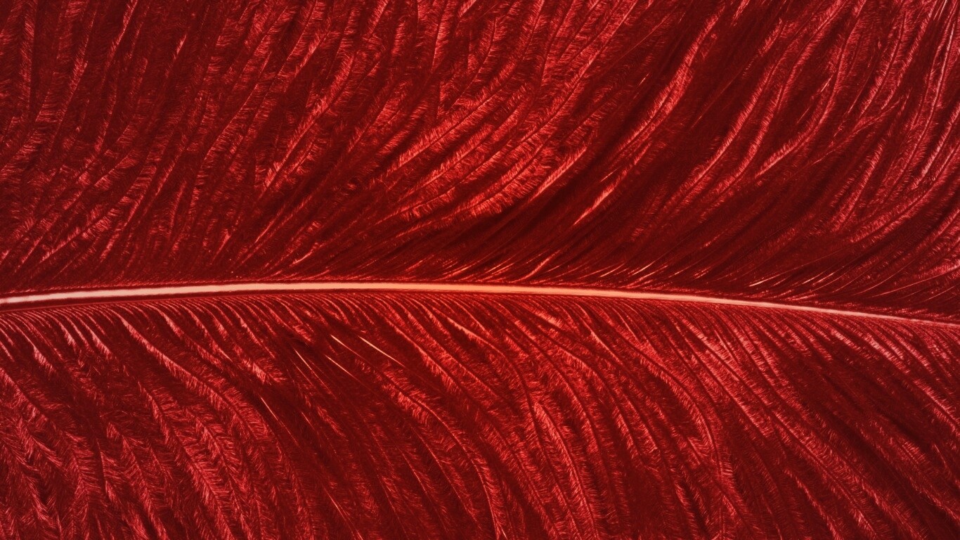 Перо попугая обои