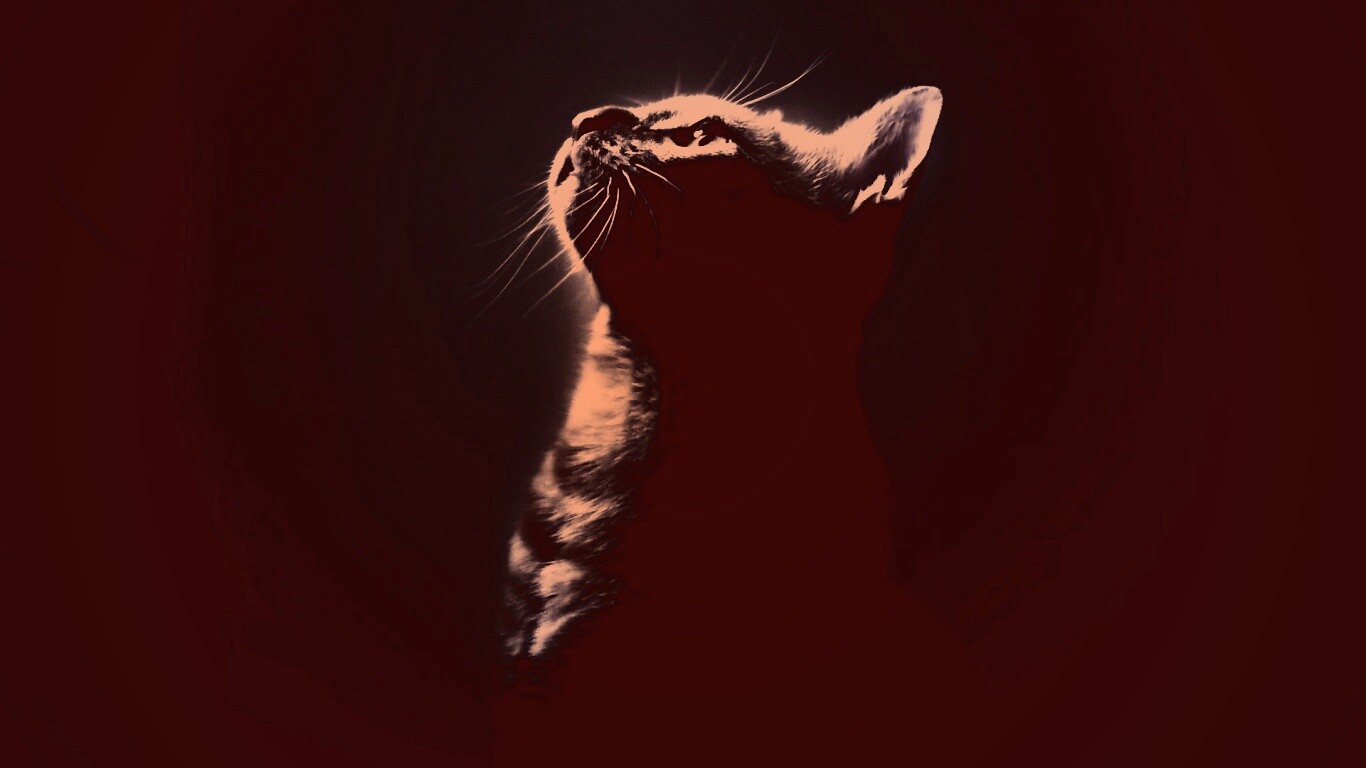 Ночной хищник обои